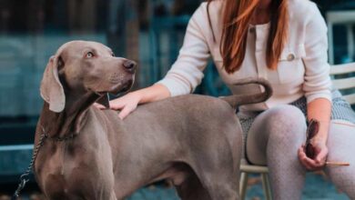Hotel New York pet-friendly hotels with city views