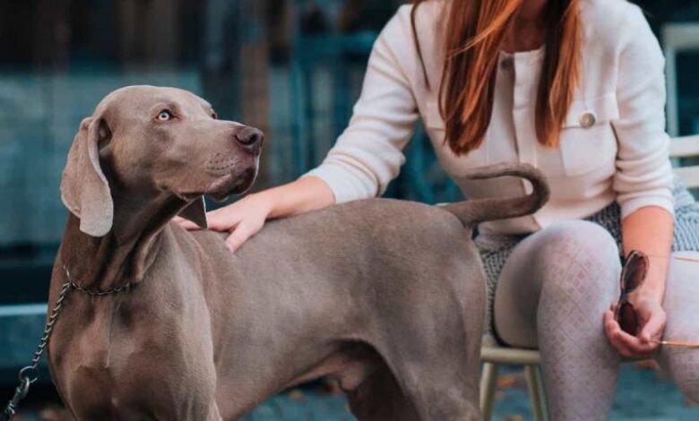 Hotel New York pet-friendly hotels with city views