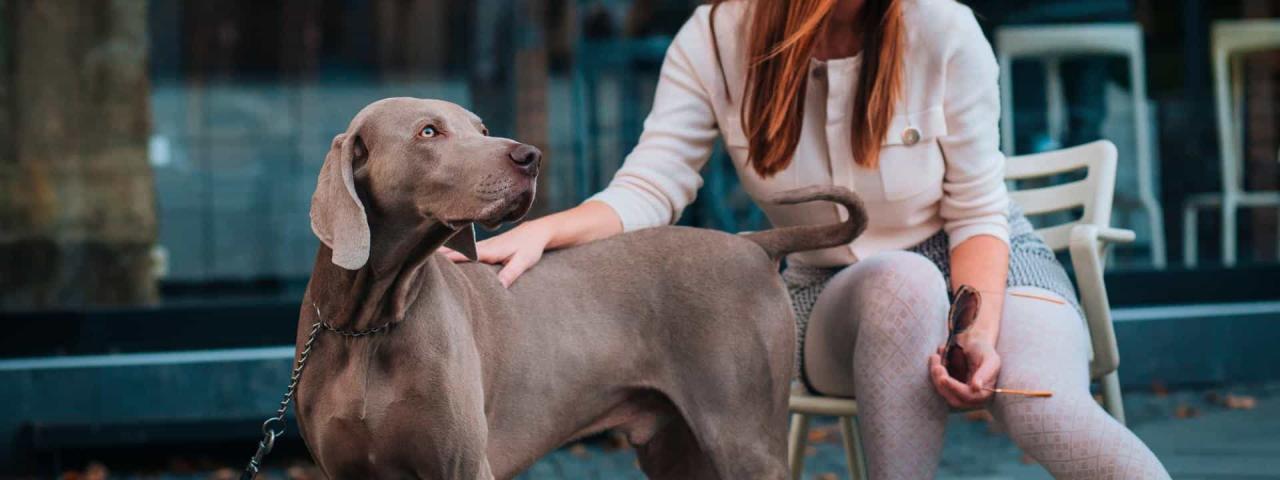 Hotel New York pet-friendly hotels with city views
